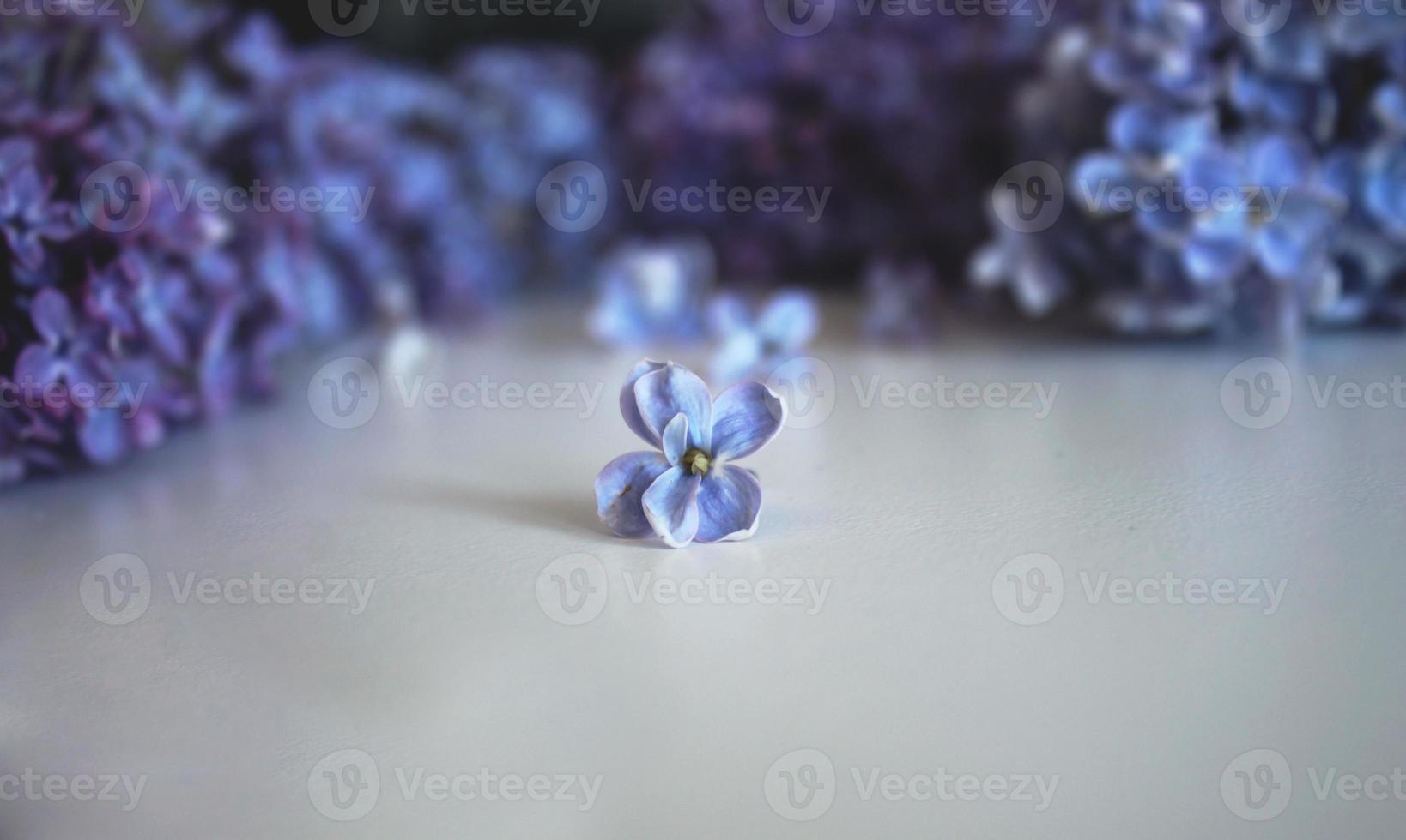 Lilac petal lies on a white background photo