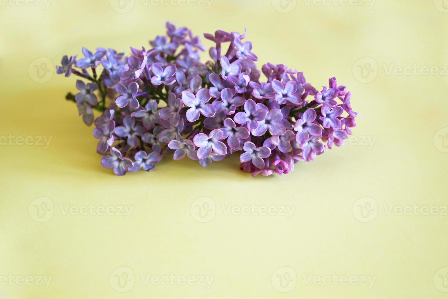 Lilac branches lie on a yellow background photo