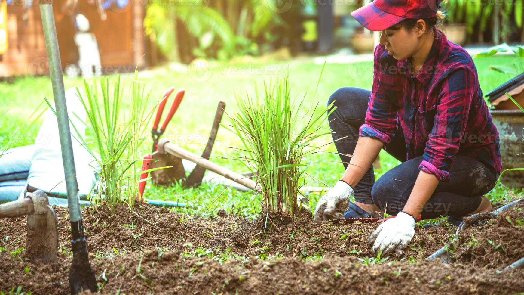 Asian women. Dig into soil the vegetable garden. plant lemon grass in vegetable plots. photo