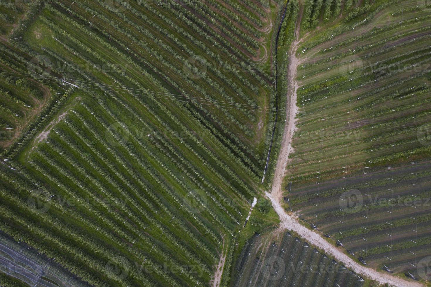 top view of Trentino apple plantations in Italy photo