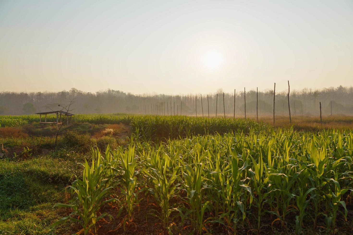 hermosa mañana el campo de maíz foto