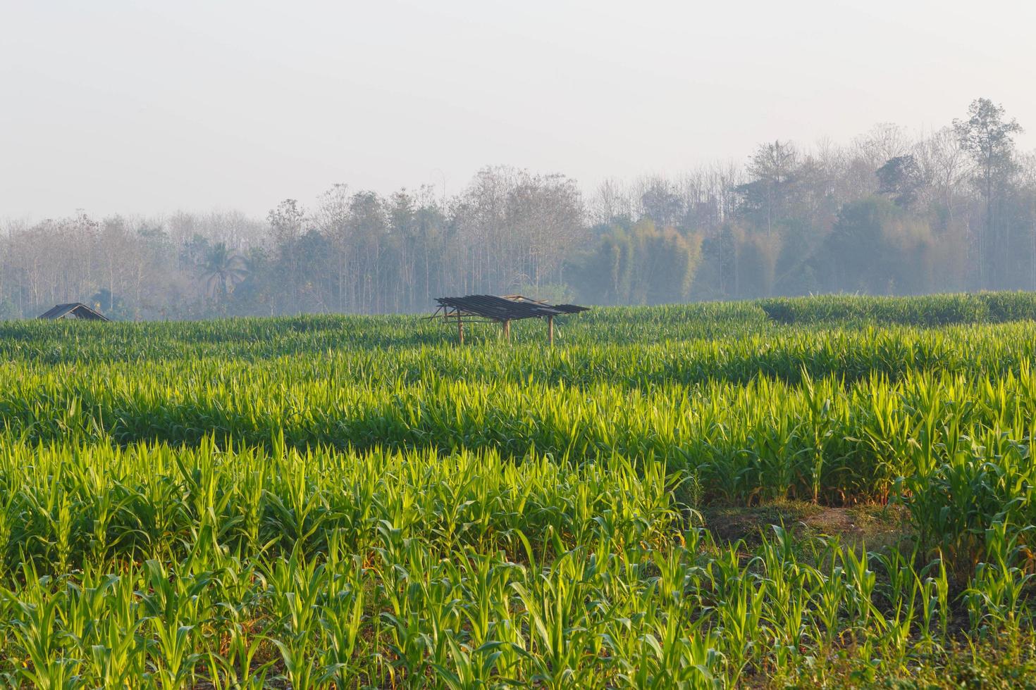 Beautiful morning  the corn field photo