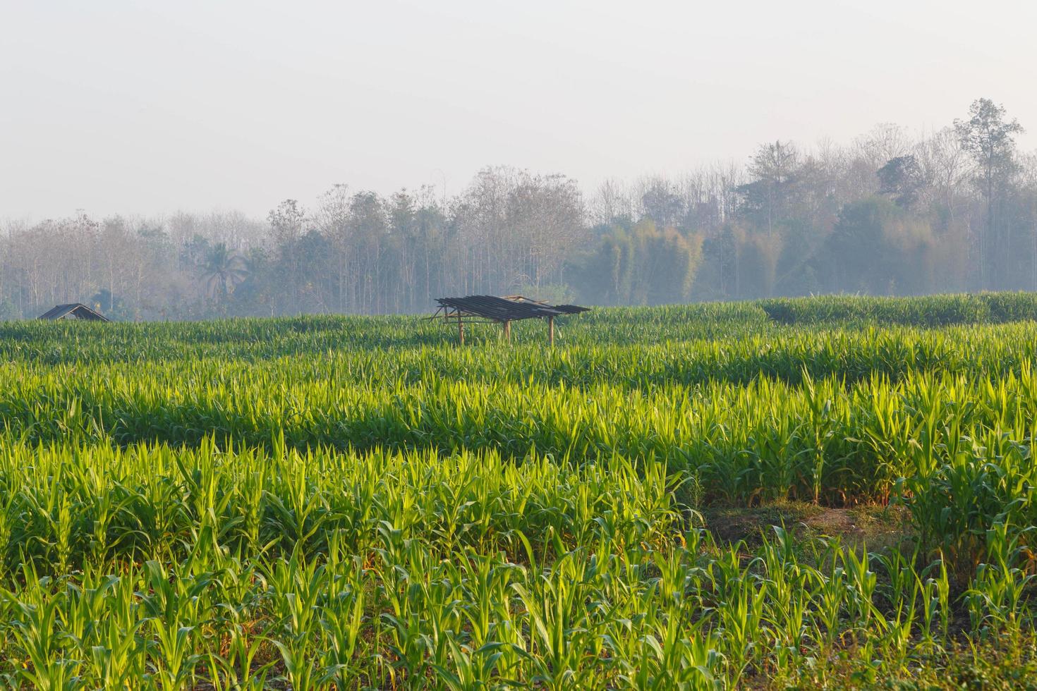 hermosa mañana el campo de maíz foto