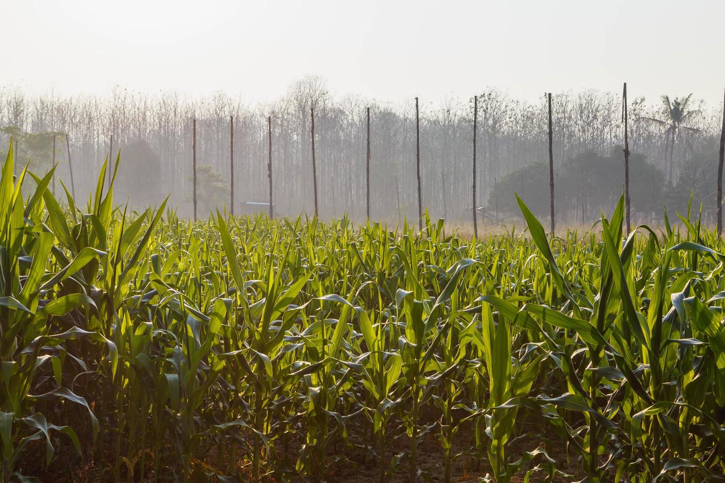 Beautiful morning  the corn field photo