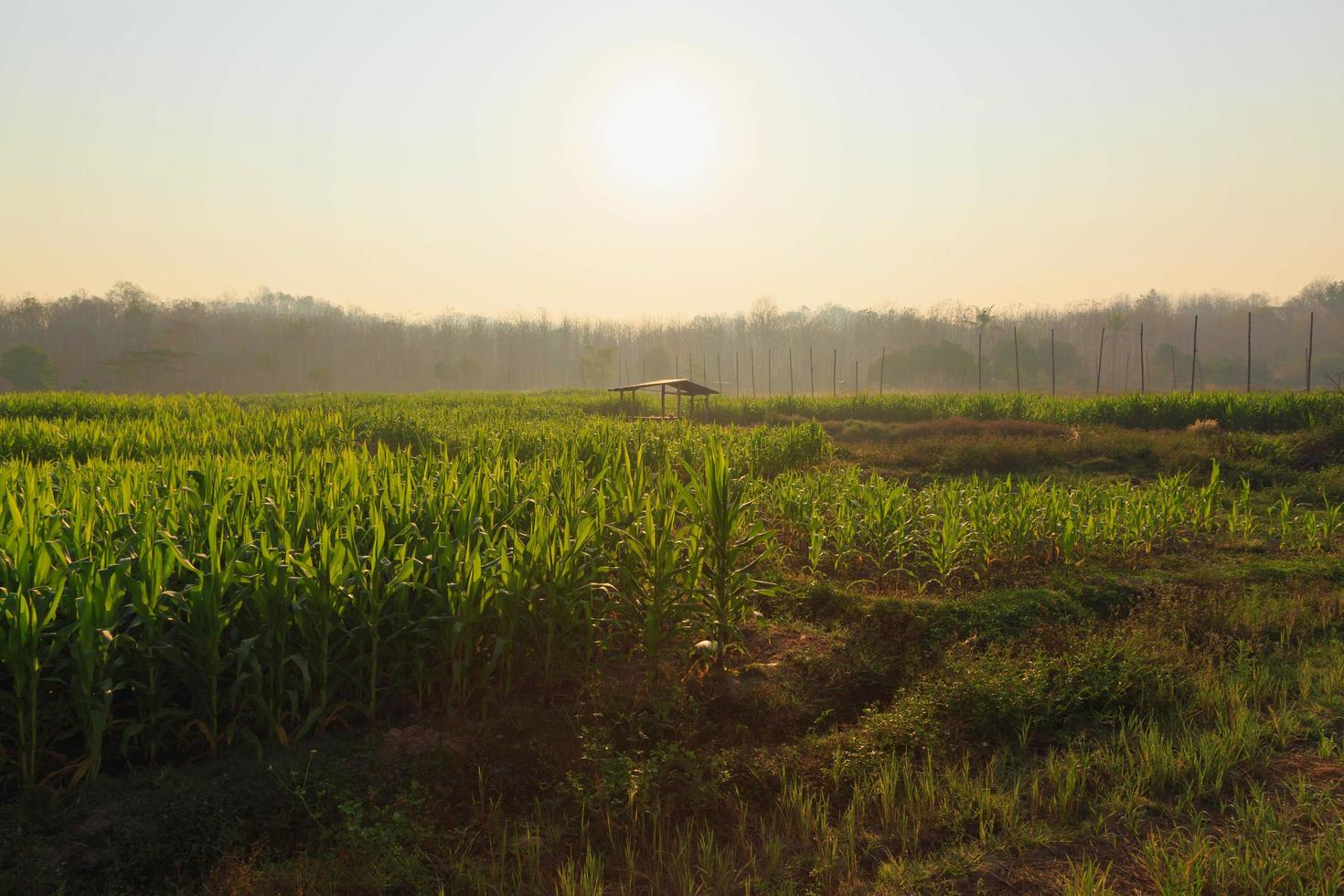 hermosa mañana el campo de maíz foto