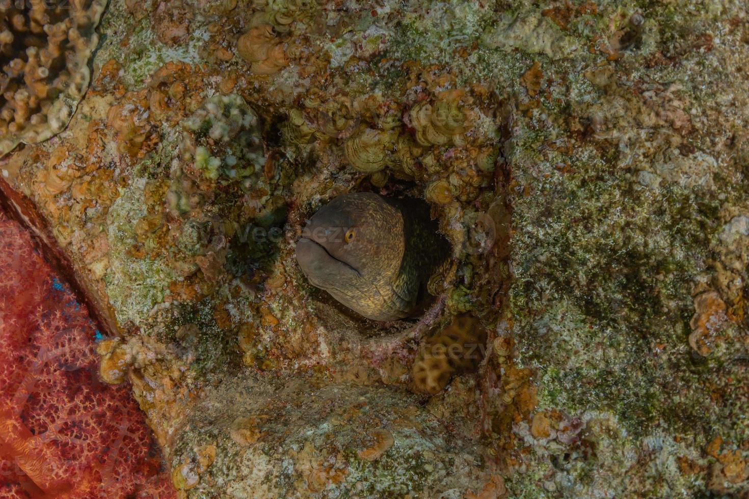 Morena mooray lycodontis undulatus en el mar rojo, eilat israel foto