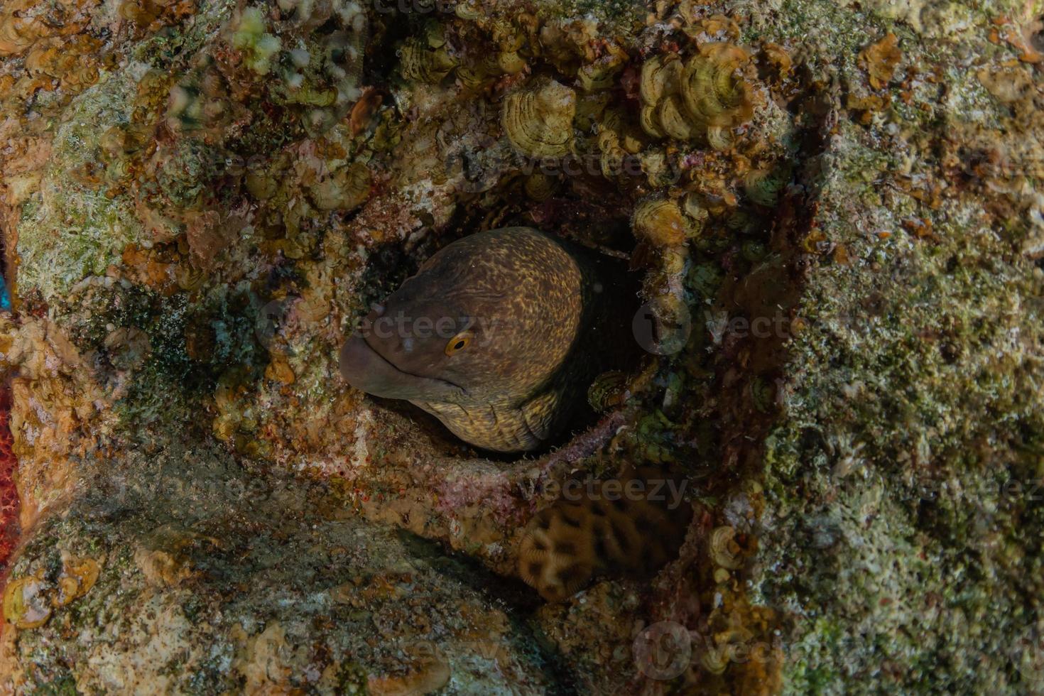 Moray eel Mooray lycodontis undulatus in the Red Sea, eilat israel photo