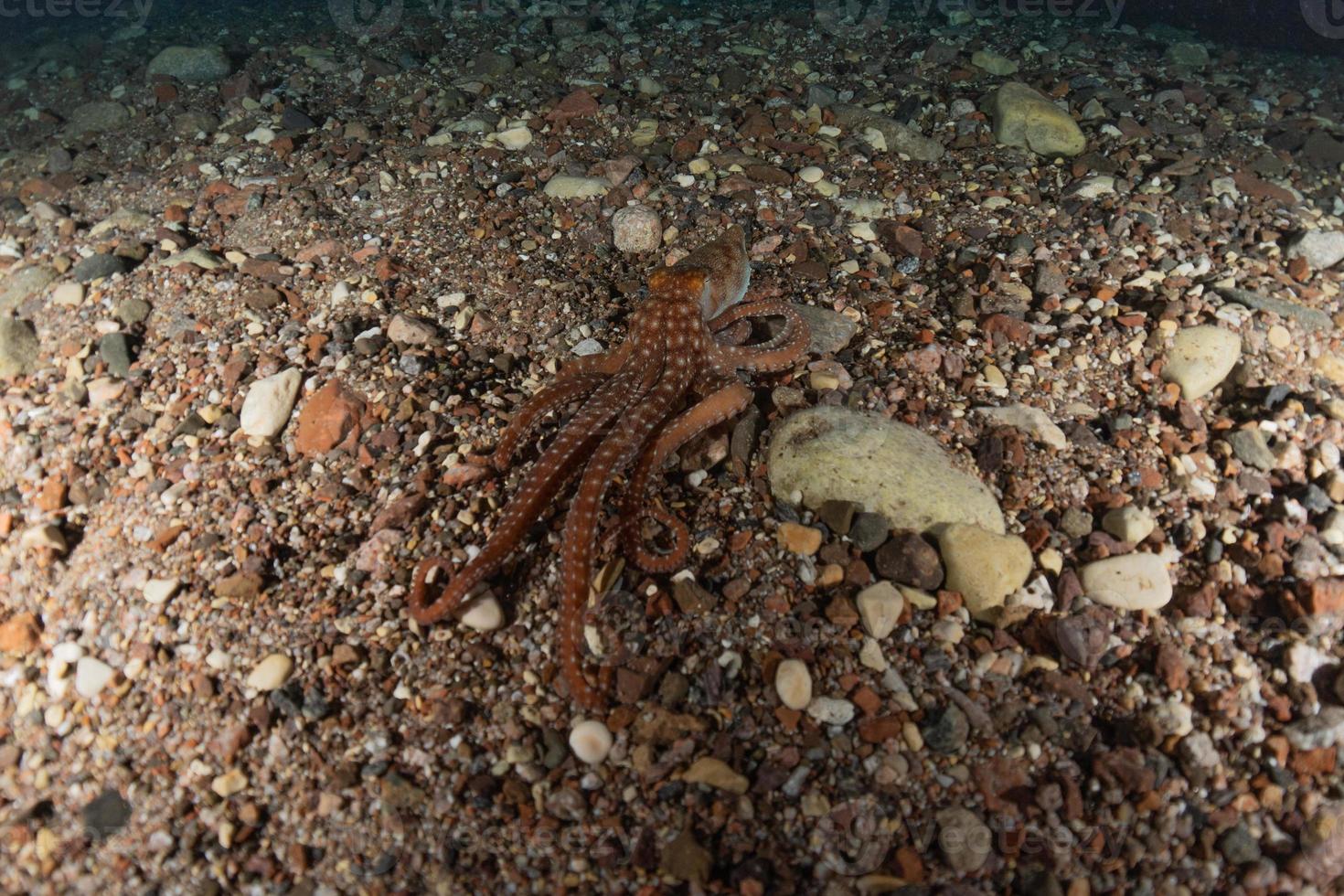 Octopus king of camouflage in the Red Sea, Eilat Israel photo