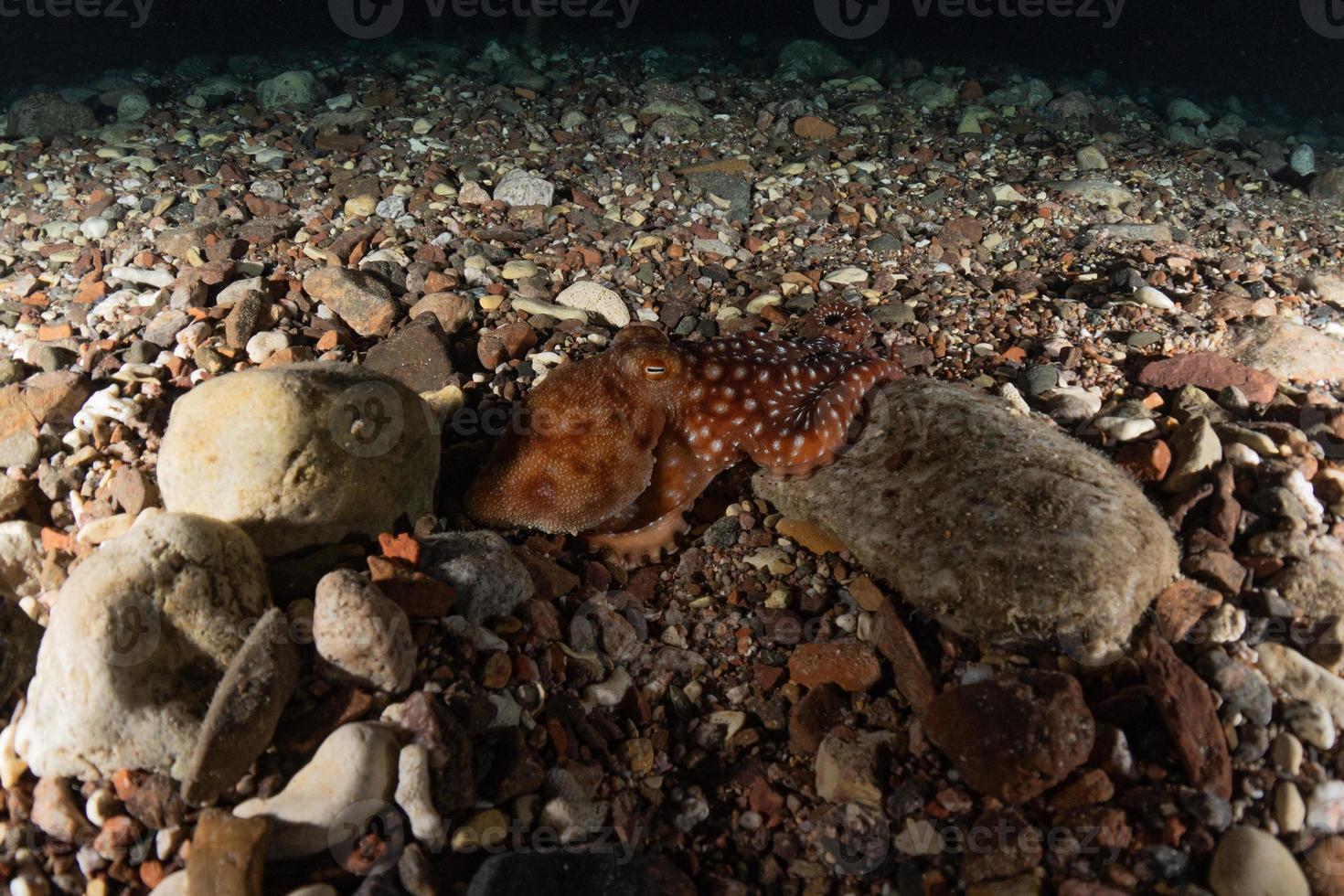 Pulpo rey del camuflaje en el mar Rojo, Eilat, Israel foto