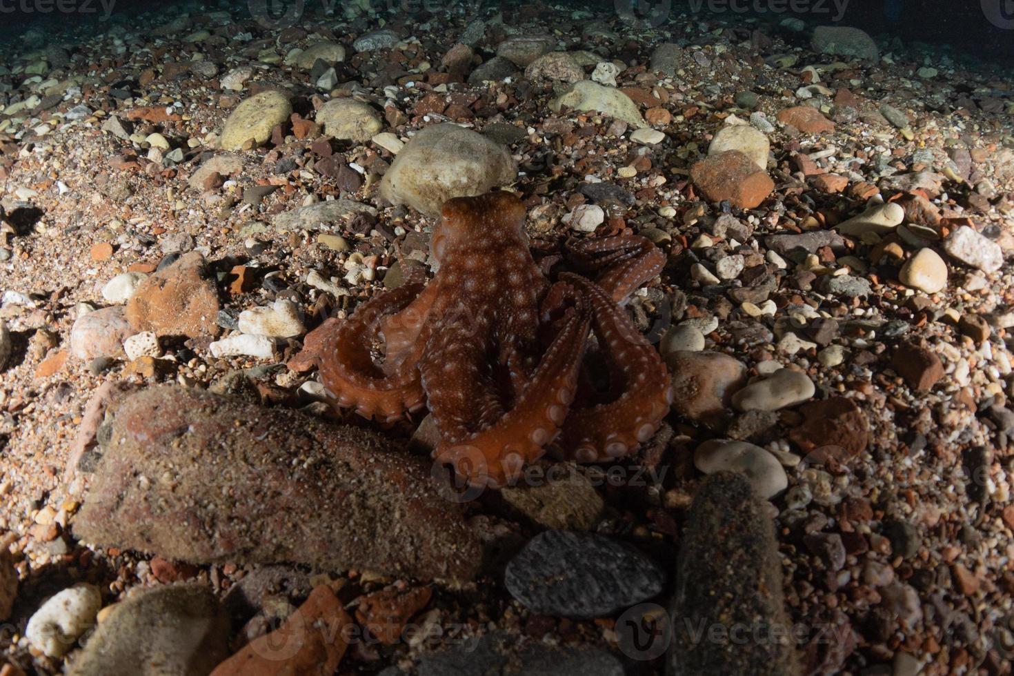 Pulpo rey del camuflaje en el mar Rojo, Eilat, Israel foto