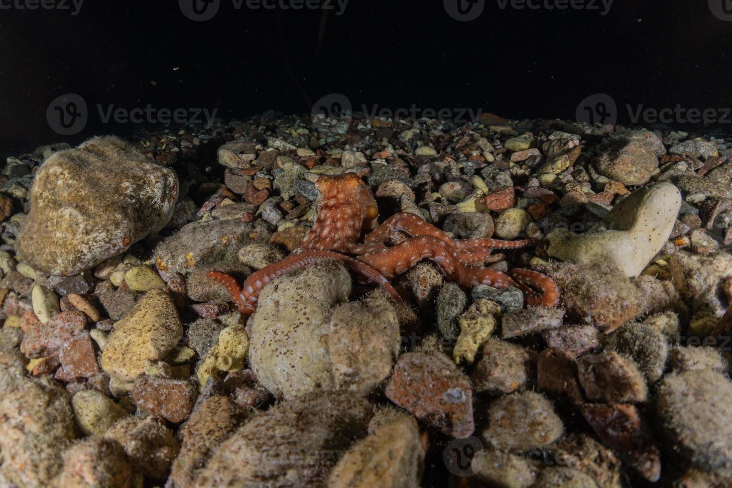 Pulpo rey del camuflaje en el mar Rojo, Eilat, Israel foto