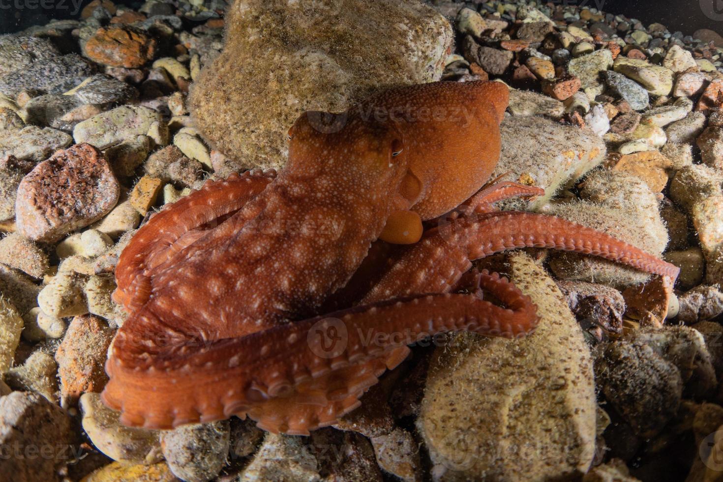 Octopus king of camouflage in the Red Sea, Eilat Israel photo