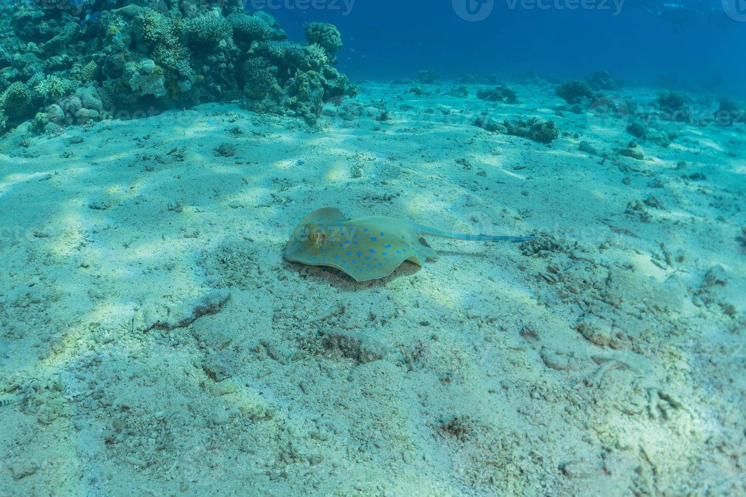 Blue spotted stingray On the seabed in the Red Sea photo