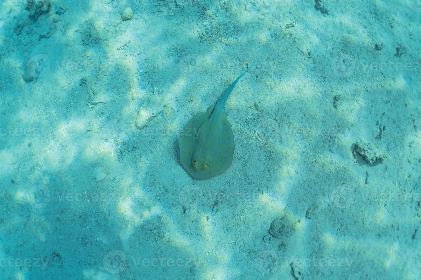 Blue spotted stingray On the seabed in the Red Sea photo