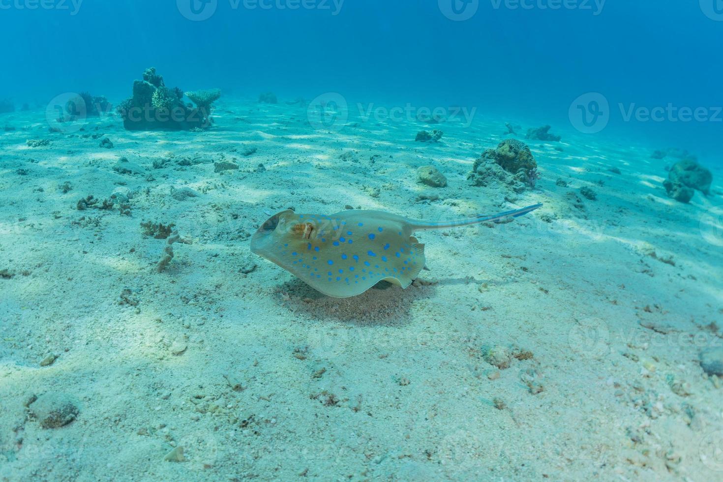 Blue spotted stingray On the seabed in the Red Sea photo