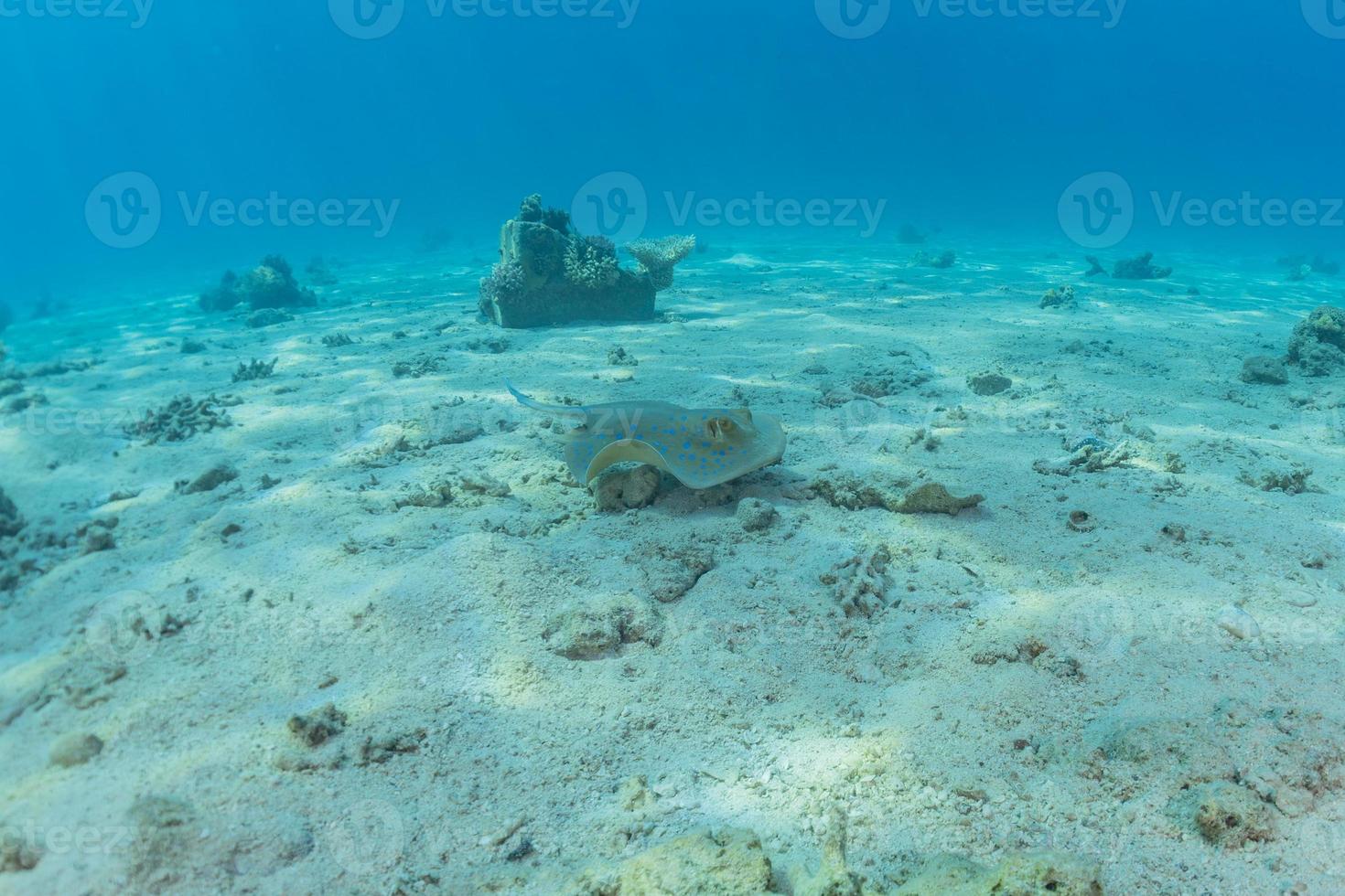 Blue spotted stingray On the seabed in the Red Sea photo