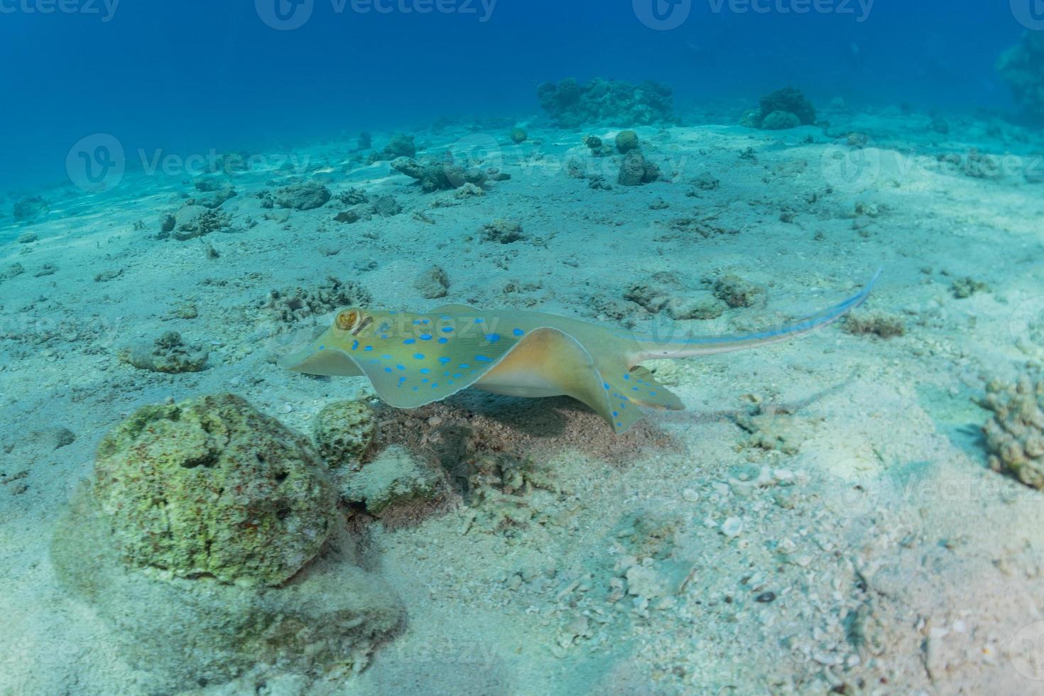 Blue spotted stingray On the seabed in the Red Sea photo