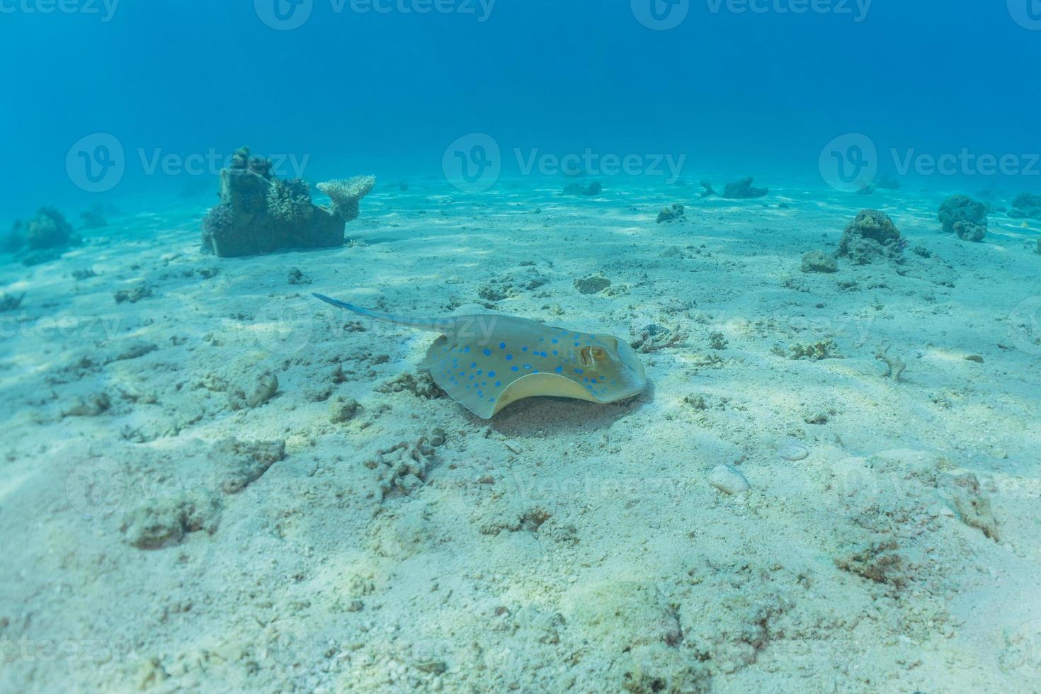 Blue spotted stingray On the seabed in the Red Sea photo