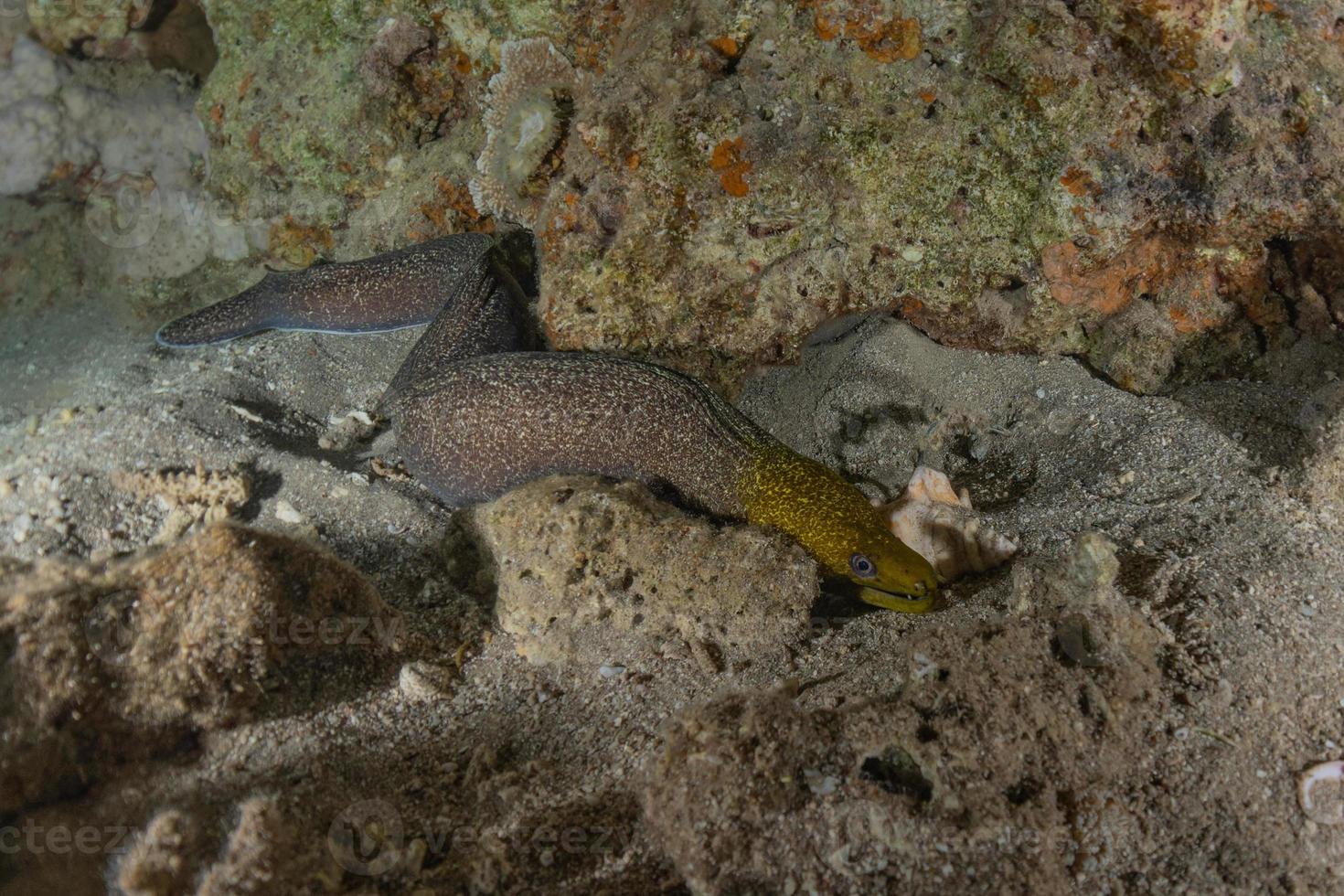 Moray eel Mooray lycodontis undulatus in the Red Sea, eilat israel photo