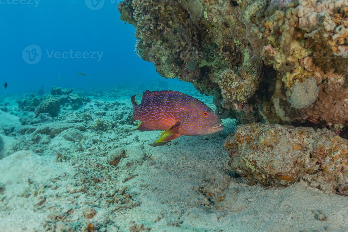 Fish swim in the Red Sea, colorful fish, Eilat Israel photo