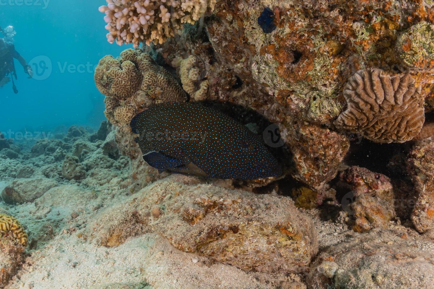 peces nadan en el mar rojo, peces de colores, eilat israel foto