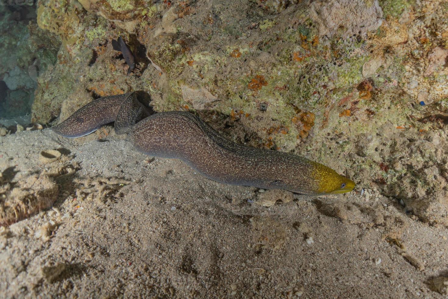 Morena mooray lycodontis undulatus en el mar rojo, eilat israel foto