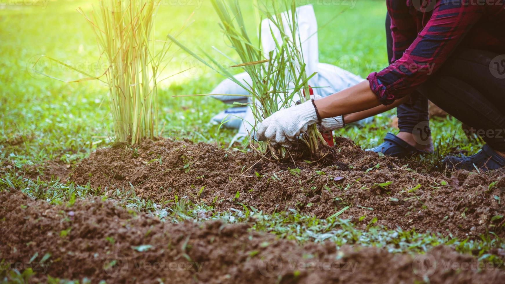 Asian women. Dig into soil the vegetable garden. plant lemon grass in vegetable plots. photo