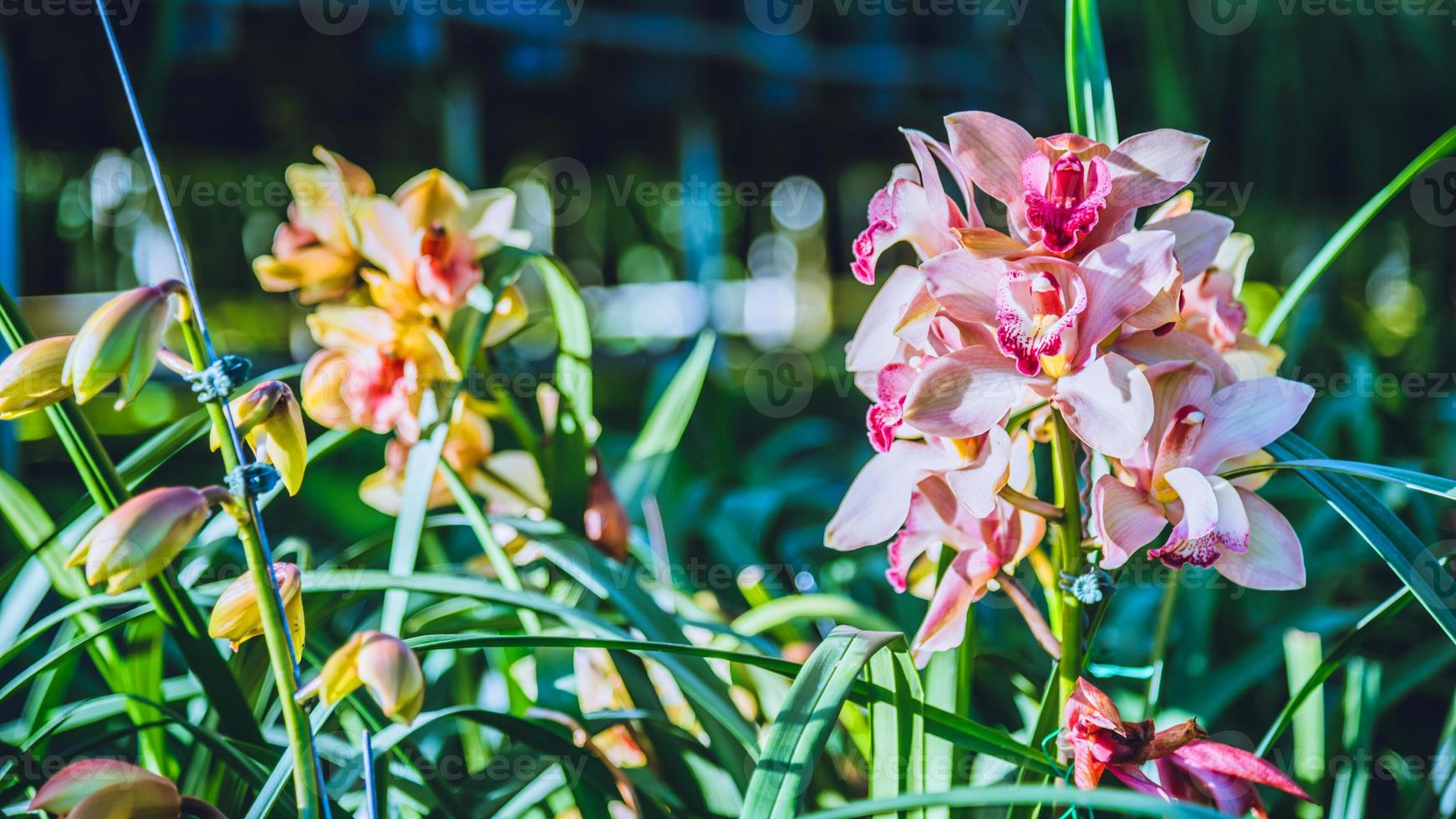 flor de la orquídea del cymbidium en el jardín en invierno en chiangmai, orquídea del cymbidium del diseño de la postal. foto