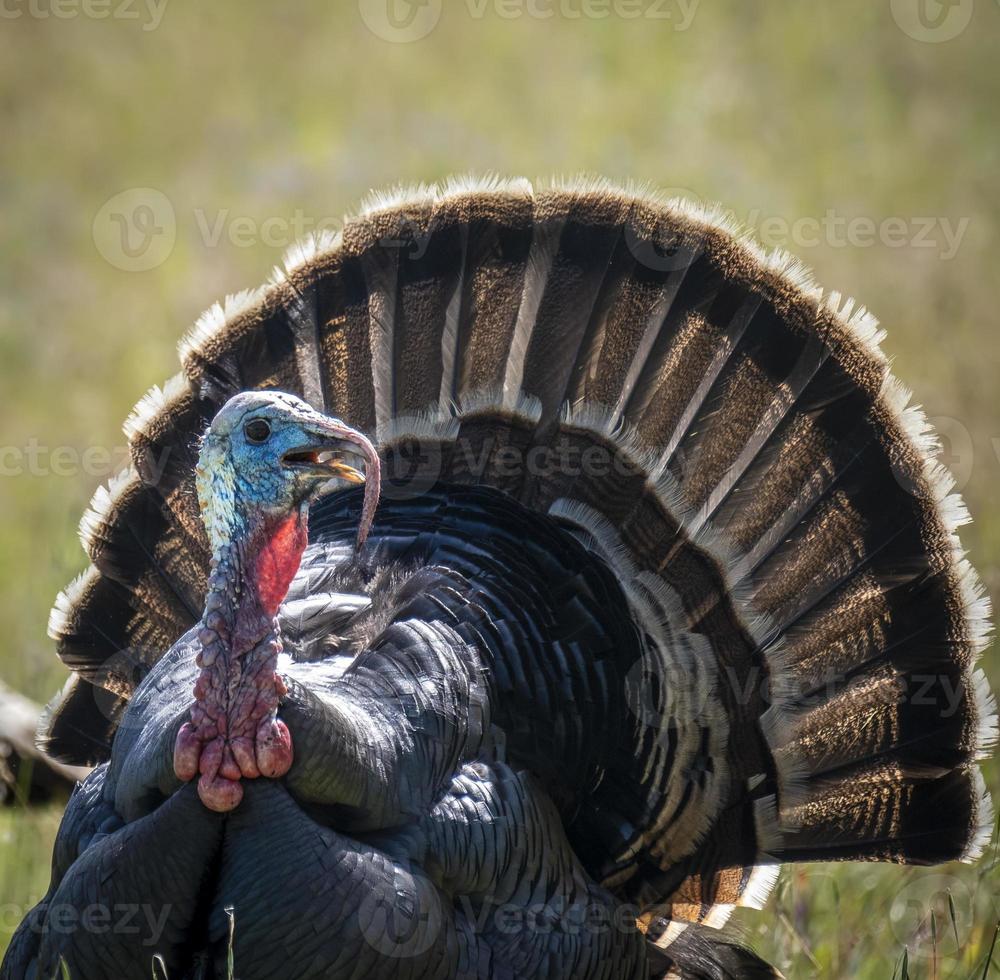 tom de pavo salvaje en primavera foto