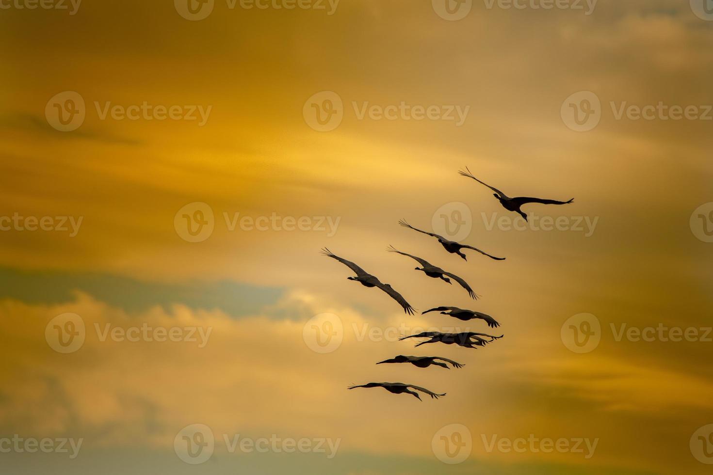 Eight Sandhill Cranes Landing photo