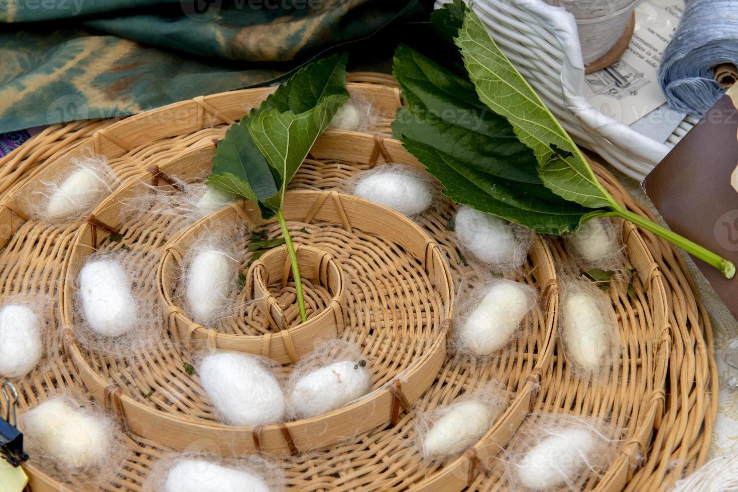 Capullos de gusano de seda en la cesta foto