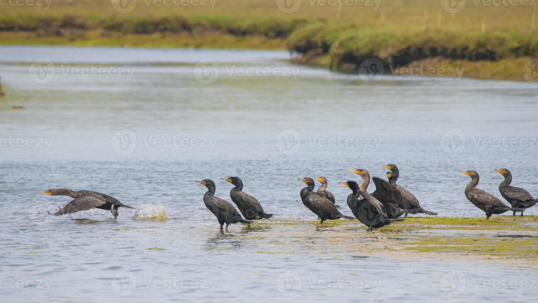 Double Crested Cormorants, Elkhorn Slough photo