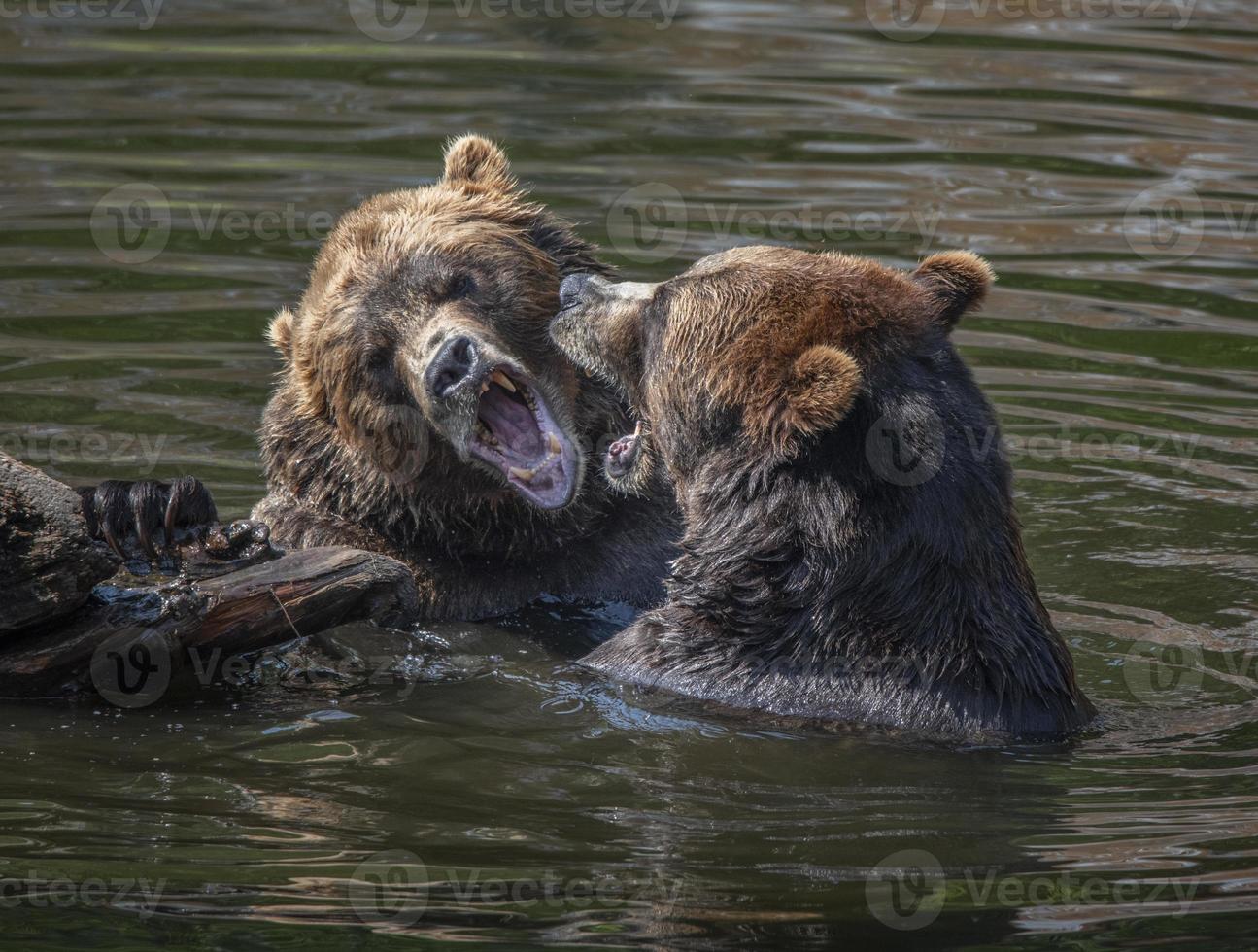 Fortress of the Bear Rescue Center, Sitka, Alaska photo