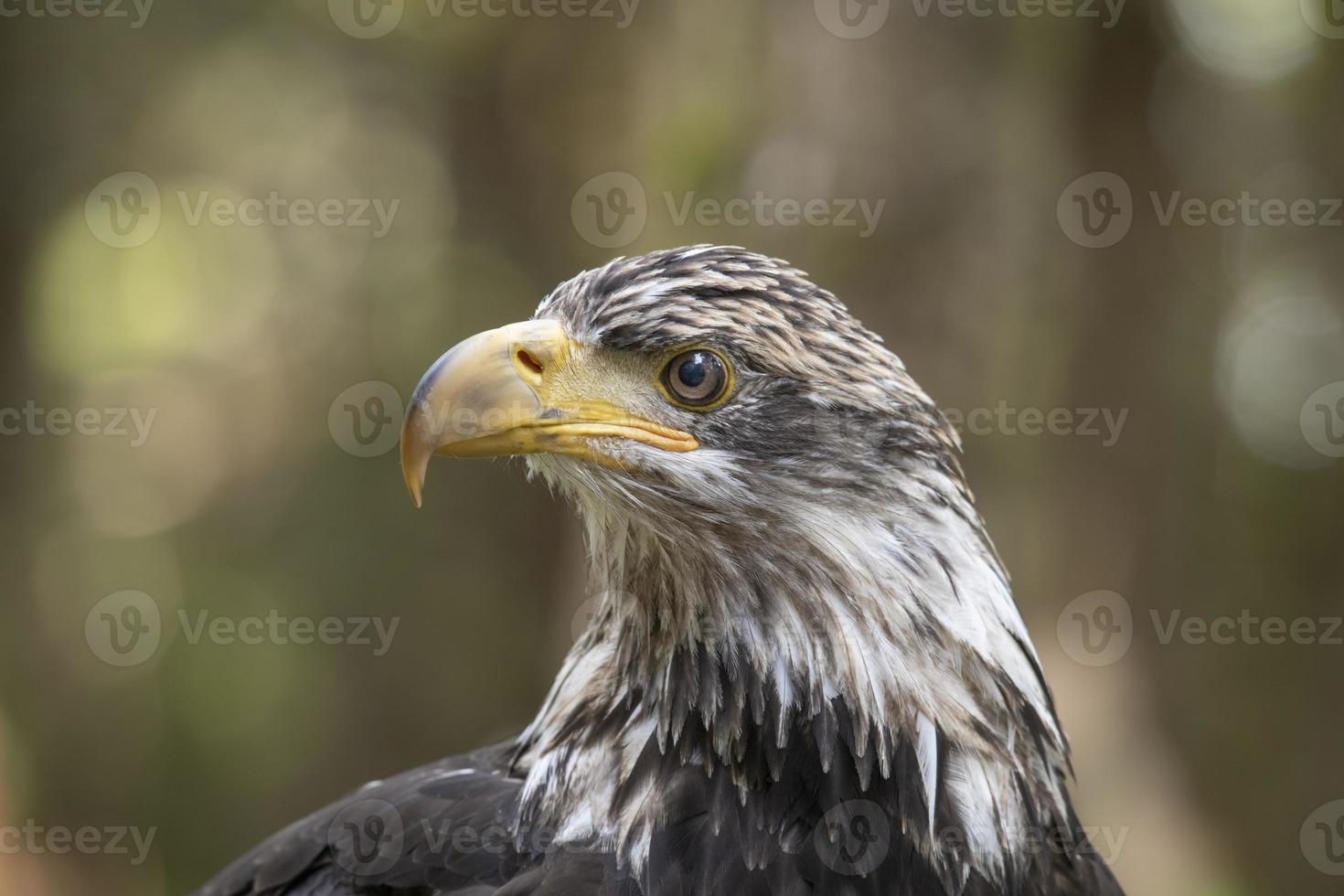 Immature Bald Eagle, Alaska photo