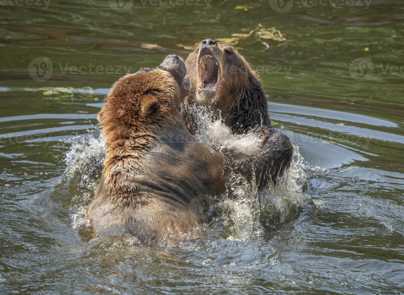 Fortress of the Bear Rescue Center, Sitka, Alaska photo