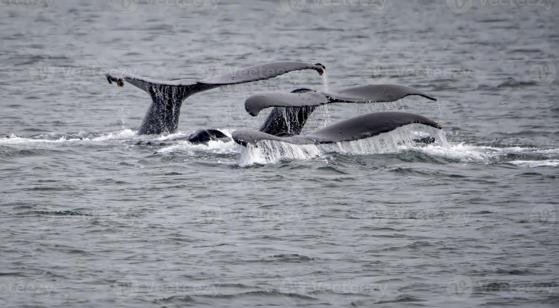 Humpback Whale Fluke Trio Near Juneau, Alaska photo