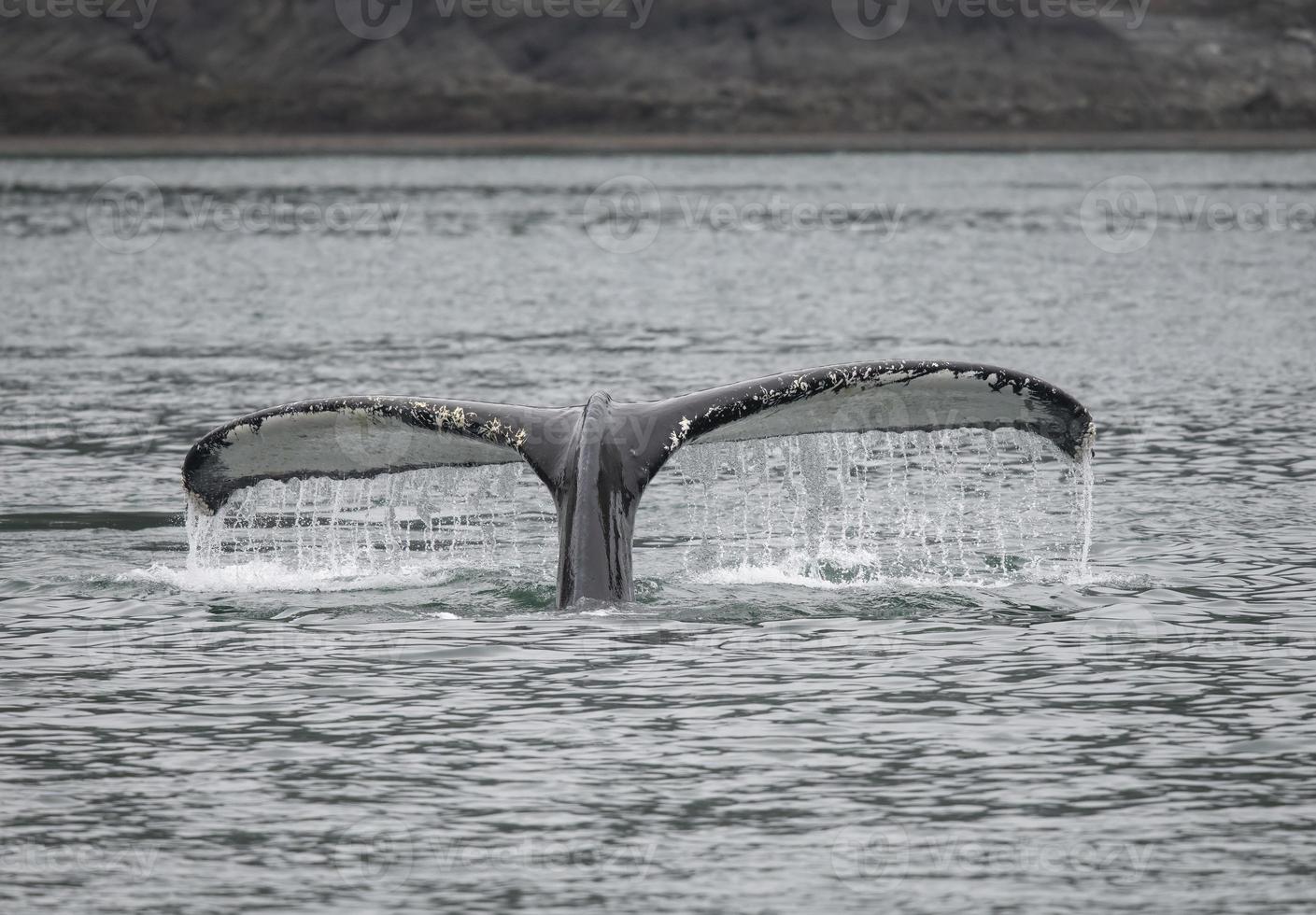 ballena jorobada cerca de juneau, alaska foto