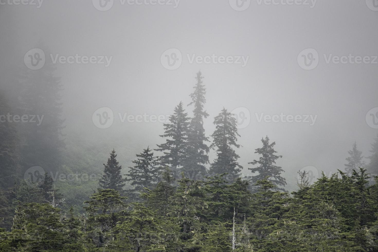 bosque lluvioso brumoso, alaska foto