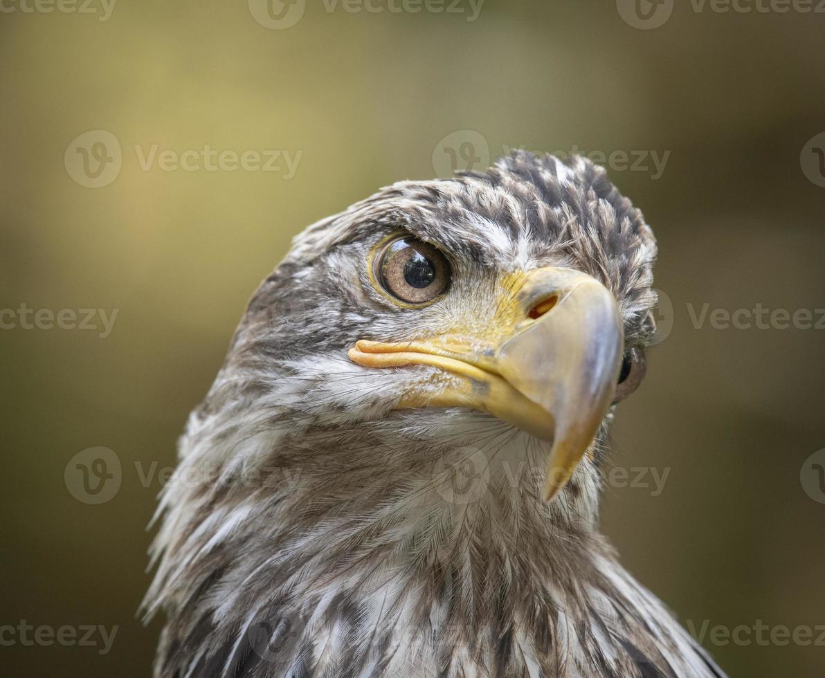 joven águila calva, alaska raptor center foto
