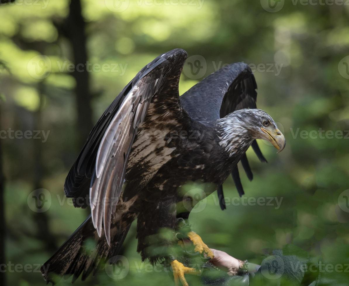 Raptors, Alaska Raptor Center, Sitka, Alaska photo