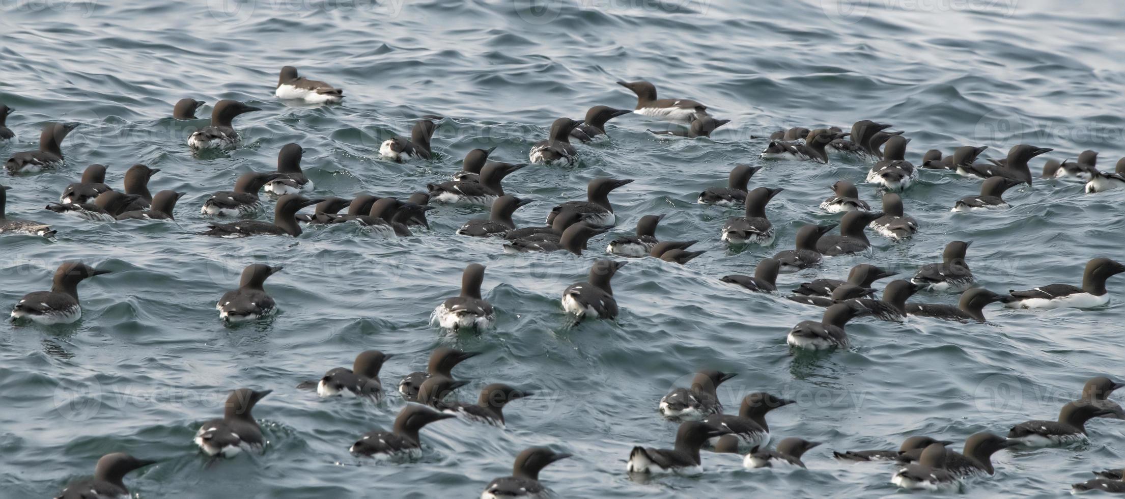 Flock of Common Murres, Saint Lazaria Island, Alaska photo