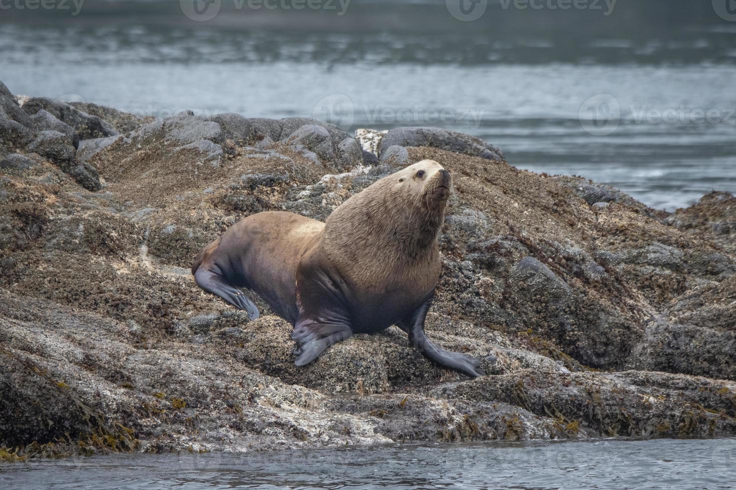 Leones marinos de Steller, Islas inian, Alaska foto