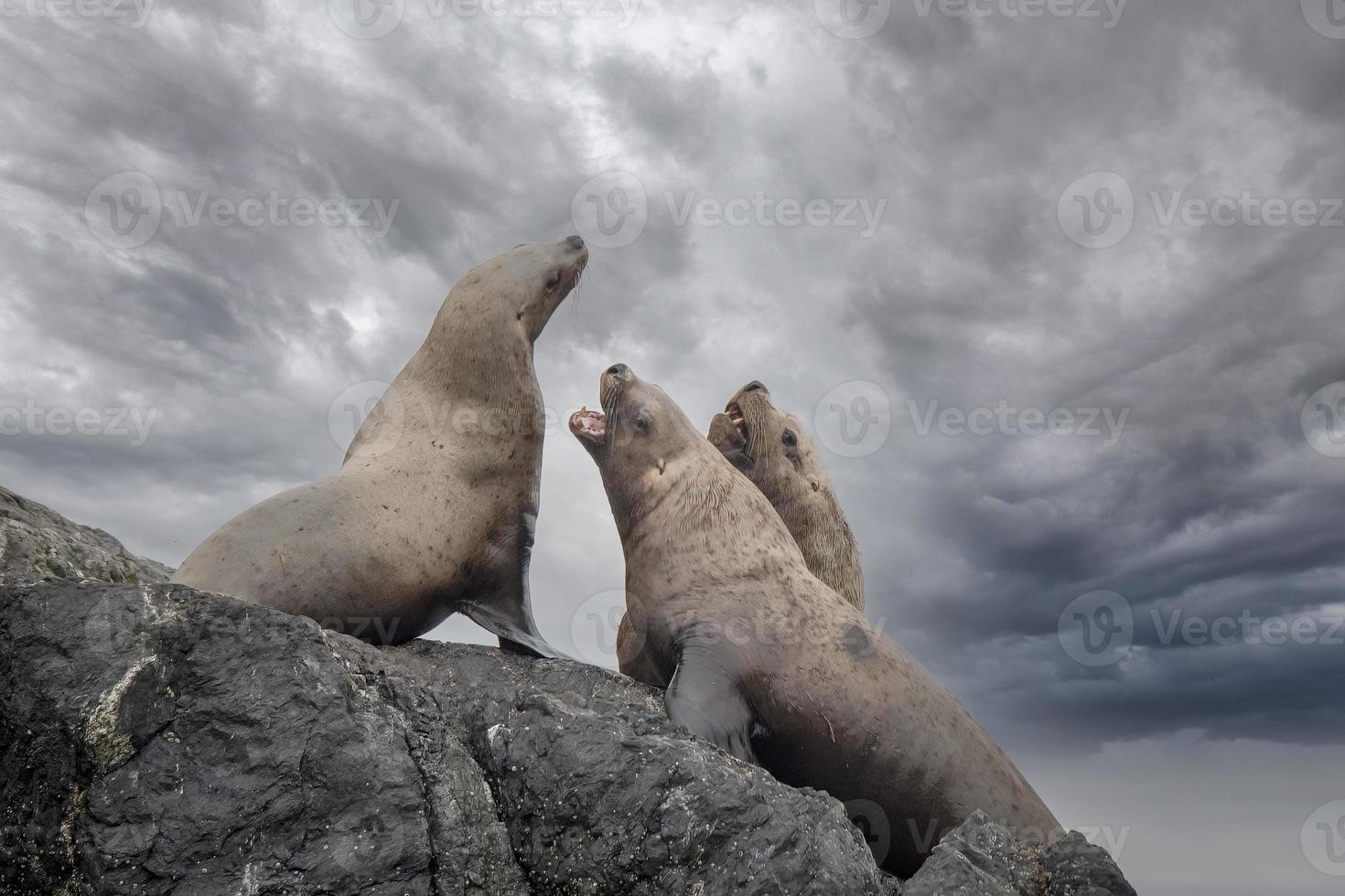 Leones marinos de Steller, Islas inian, Alaska foto