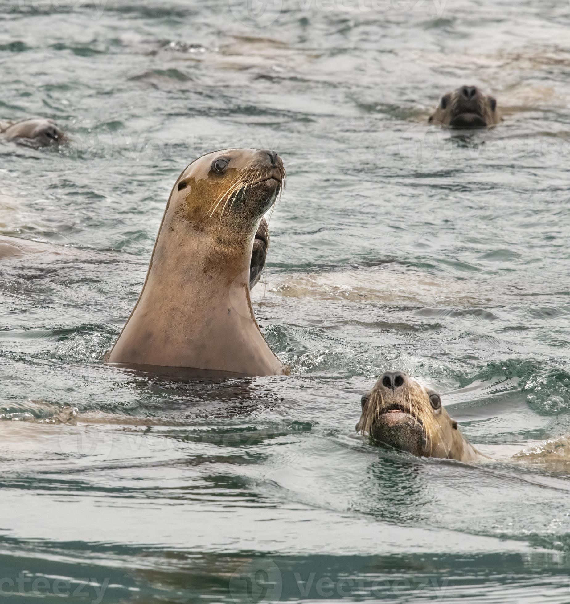 Skagway-Yakutat-Angoon