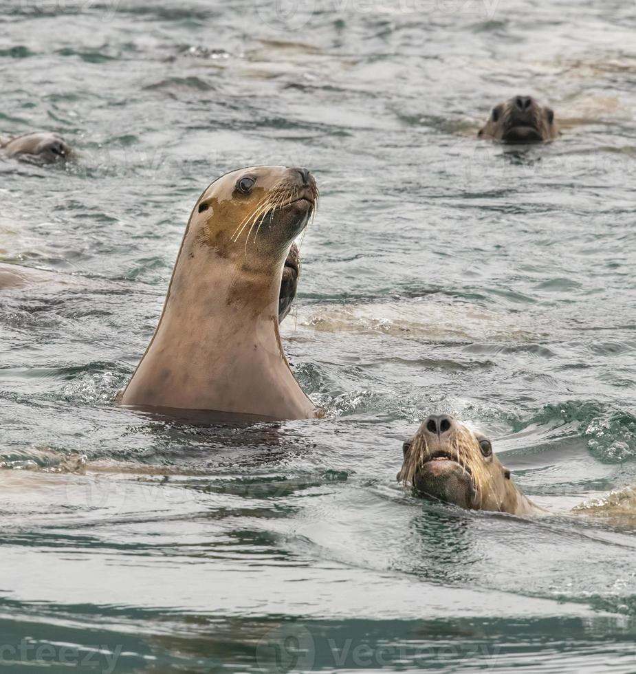 Leones marinos de Steller, Islas inian, Alaska foto