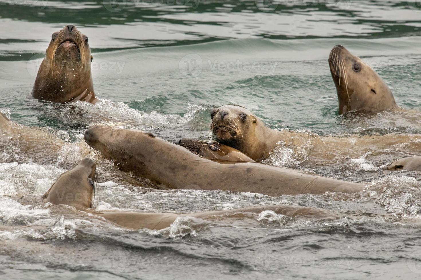 Leones marinos de Steller, Islas inian, Alaska foto