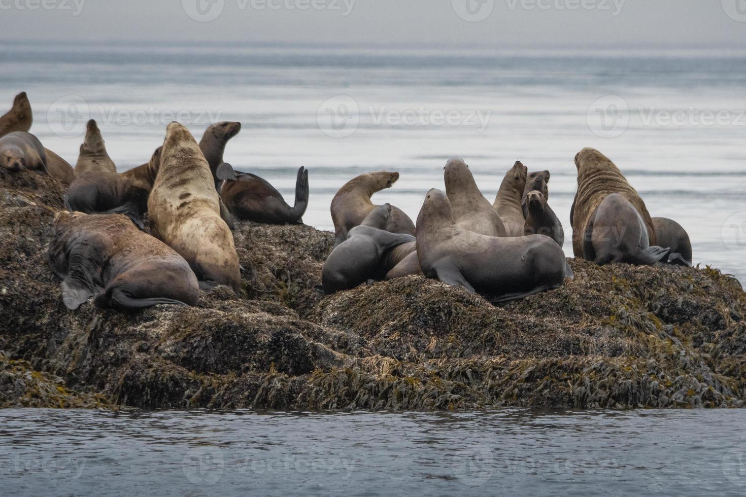 Leones marinos de Steller, Islas inian, Alaska foto