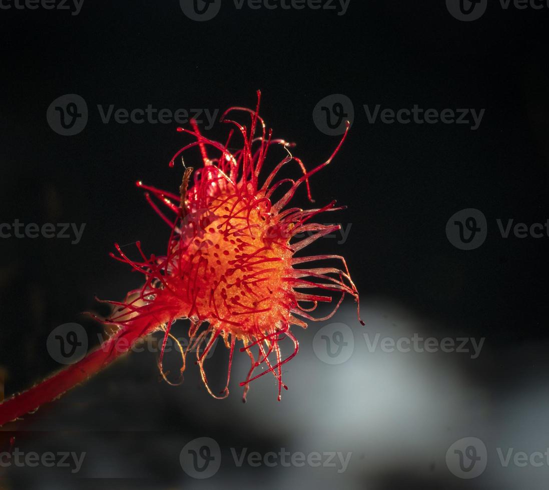 planta comiendo insectos sundew foto