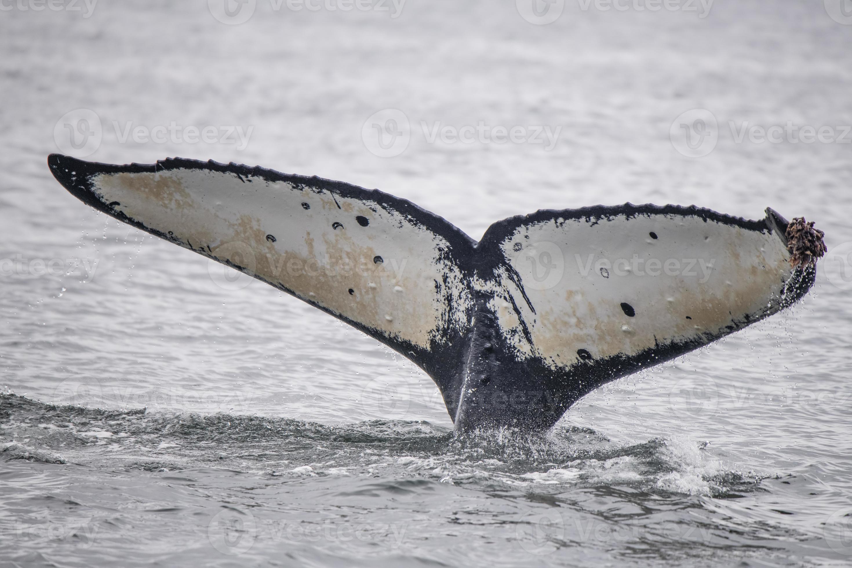 Humpback Whale, Alaska 4407242 Stock Photo at Vecteezy