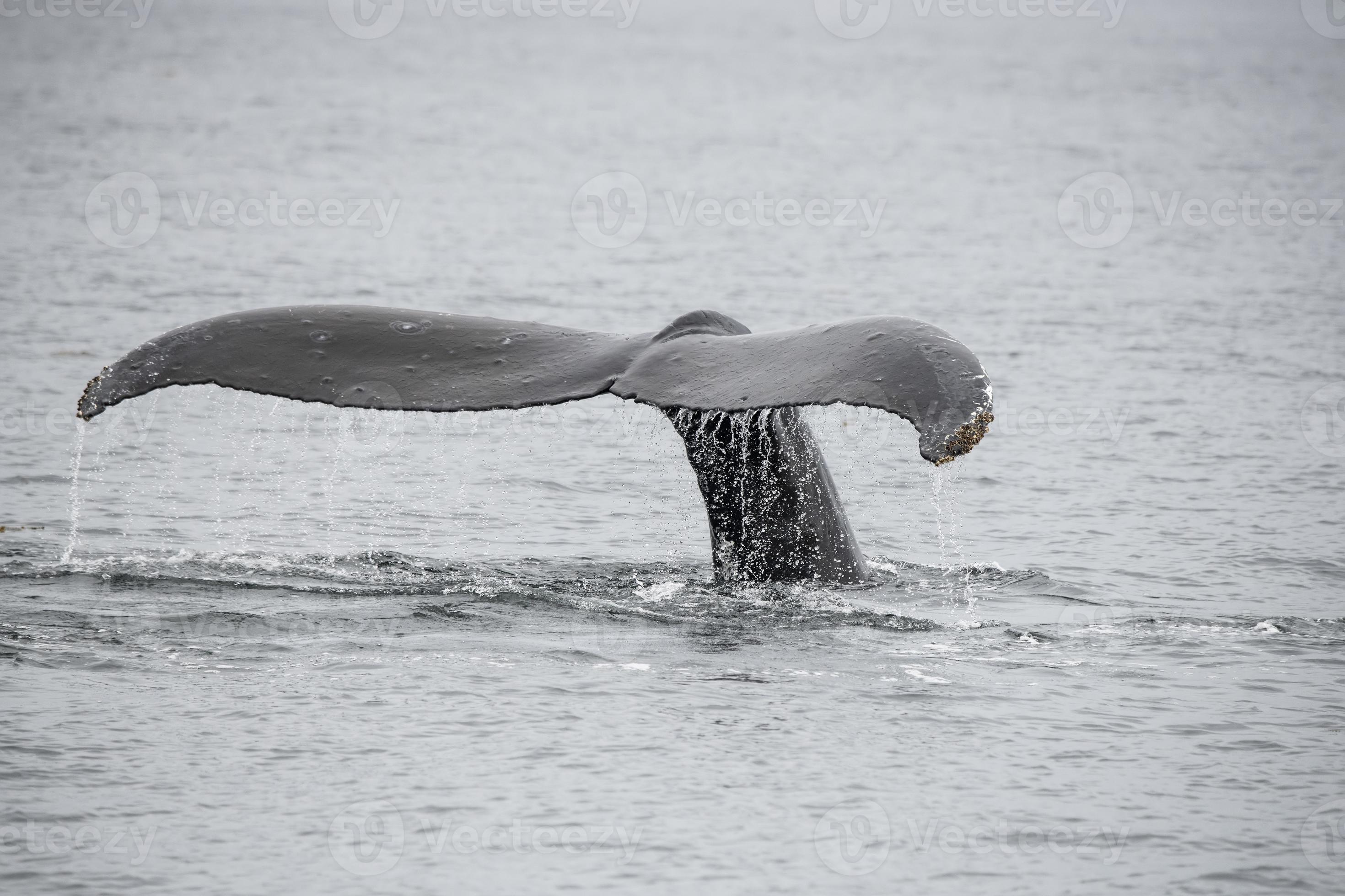 Humpback Whale, Alaska 4407244 Stock Photo at Vecteezy